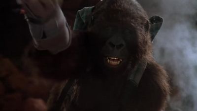AMY Ugly gorillas Ugly Go away - Congo