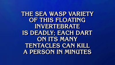 Amy.
- What's a jellyfish? - Jeopardy! Masters