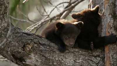 An achingly intricate,
natural tapestry ‐‐ - When Nature Calls with Helen Mirren