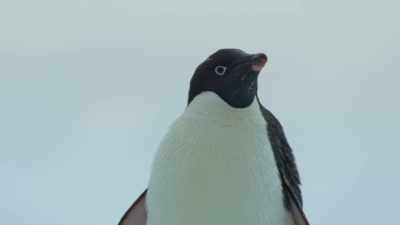 An Adelie penguin,
resting on the ice. - Frozen Planet II