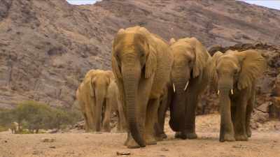 An adult elephant - Our Planet