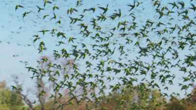 An aerial hunter needs to lock on
to a single target for a few seconds - Seven Worlds, One Planet
