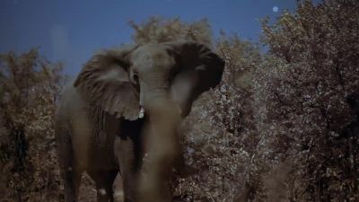 An alarm call alerts the herd. - Earth at Night in Color