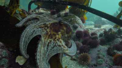 An amazing feeling to think
that this animal is capable of that - My Octopus Teacher