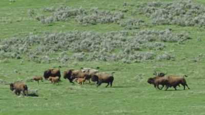 An ancient struggle missing for
nearly a century has returned. - Epic Yellowstone