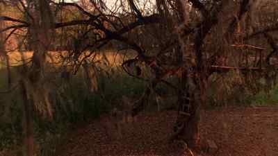 AN EARLIER AUTUMN, THEN. - The Grass Harp