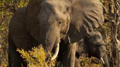 An elephant could easily trample
an inexperienced pup. - Wild Babies