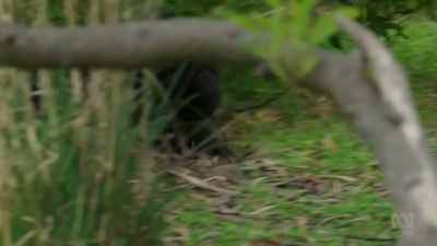An eligible male clings on - David Attenborough's Tasmania