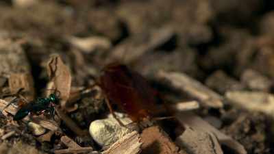 An emerald wasp is stalking
it to drug and enslave - Cosmos: Possible Worlds