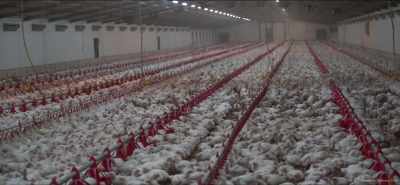 An emerging problem
is that chicken consumption - Eating Our Way to Extinction