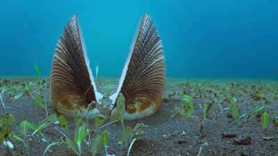 An empty scallop shell, - The Secret Lives of Animals