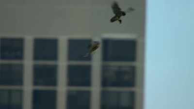 an essential step in developing
the agility to tackle fast-flying prey. - Super/Natural