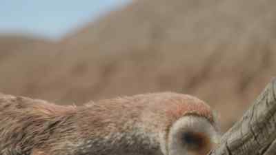 An excellent protein-packed meal, - Prehistoric Planet