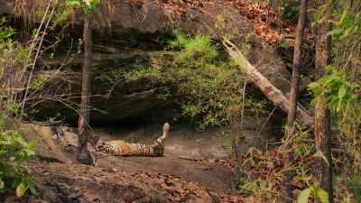 An experienced tigress like Raj Bera - Dynasties