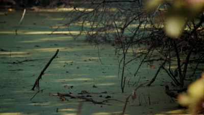 AN HOUR INLAND FROM THE RIVER, - Expedition Mungo