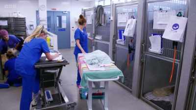 An hour later, Clare has the results
back from the lab - 24/7 Pet Hospital