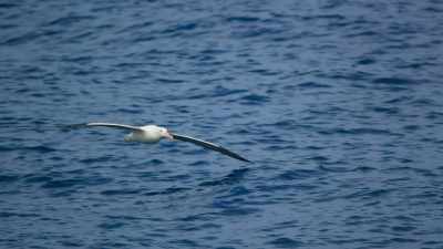 An ideal place for those ocean-dwellers - Blue Planet II
