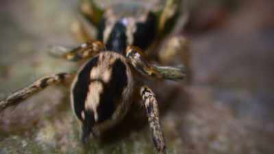 An improvised spider serenade. - The Secret Lives of Animals