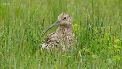 An increase in predators
and changes in the climate - Wild Isles