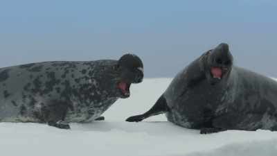 An inflatable nose can also be used - Frozen Planet II