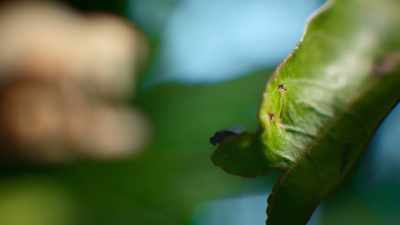 An insect's worst nightmare. - The Secret Lives of Animals