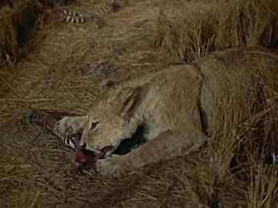 "An interesting fact
about the African lion... - Dragnet