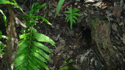 An old burrow
surrounded by vegetation - Modern Dinosaurs