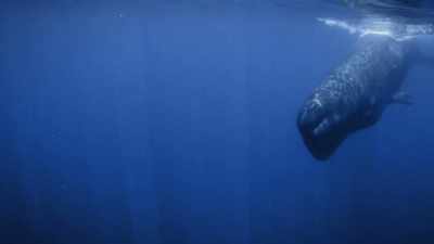 "An outsider." - Secrets of the Whales