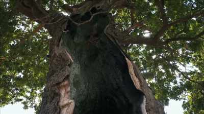 {\an1}MAKARI: And because it's
a natural thing, it can be ill. - Mysteries of Mental Illness