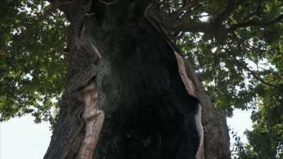 {\an1}not supernatural... world. - Mysteries of Mental Illness