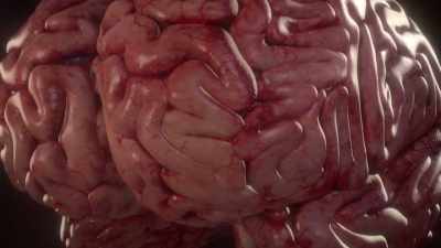 {\an1}The same regions in the brain
that regulate your heartbeat - Human: The World Within