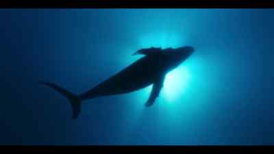 {\an8}A great current
rises slowly from the abyss - Our Oceans