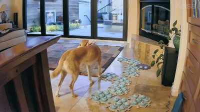 {\an8}And you're trying to understand
how non-human animals think. - Inside the Mind of a Dog