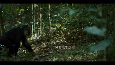 {\an8}Bartoli's son, Herzog, is six years old now, - Chimp Empire