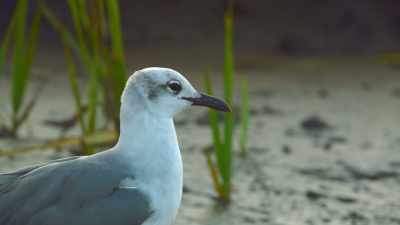 {\an8}But in the animal kingdom, - The Secret Lives of Animals
