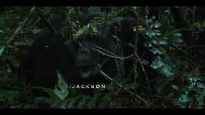 {\an8}Heavy rain makes the forest more dangerous. - Chimp Empire