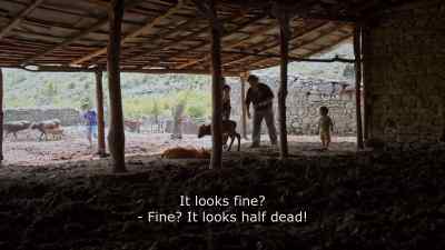 {\an8} It looks fine?
- Fine? It looks half dead! - Honeyland