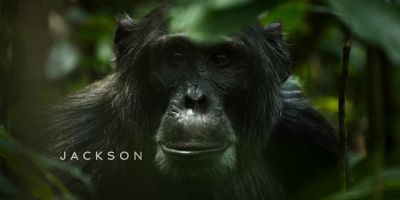 {\an8}Jackson can feel Abrams closing in. - Chimp Empire