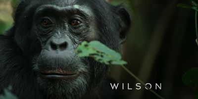 {\an8}Jackson's strength is being judged. - Chimp Empire