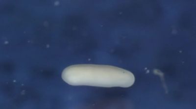 {\an8}NARRATOR:
The embryos have grown quickly
into tiny larvae. - Nova