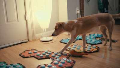 {\an8}New science is helping
to decode their strange behavior, - Inside the Mind of a Dog