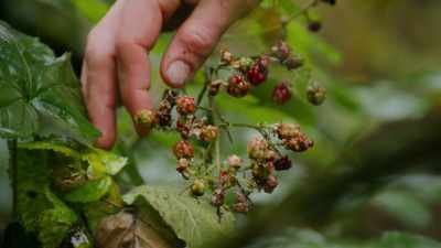 {\an8}Not very ripe or pretty,
but fruit nonetheless. - Chefs vs Wild