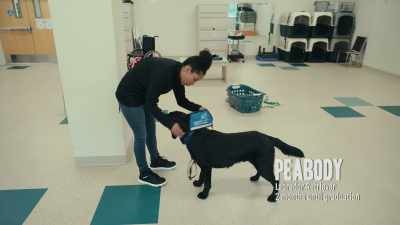{\an8}Our dogs work
because they show a desire to work. - Inside the Mind of a Dog