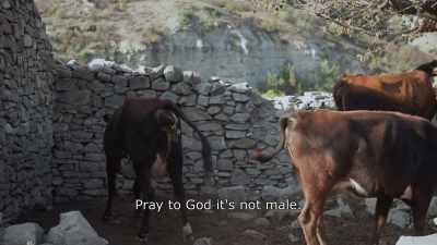 {\An8}Pray to God it's not male. - Honeyland