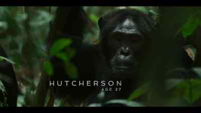 {\an8}There's a strong alpha, Hutcherson, - Chimp Empire