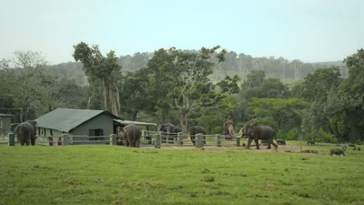 {\an8}This place is an elephant
rehabilitation camp. - The Elephant Whisperers