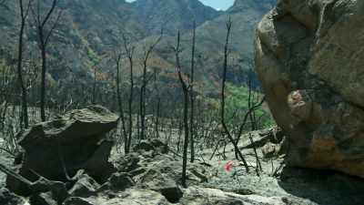 {\an8}This time, the fire lilies here
succeeded in flowering. - The Green Planet