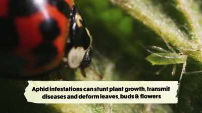 {\an8}What it's doing
to the poor little aphids
is not great, - What Am I Eating? With Zooey Deschanel