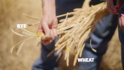 {\an8}Wheat has more protein.
Rye has some more
complex minerals. - What Am I Eating? With Zooey Deschanel