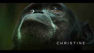 {\an8}With every day that passes, - Chimp Empire